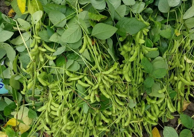 大豆能防止脂禿嗎？